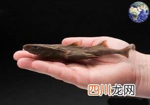 硬背侏儒鲨/扁头鲨/宽尾拟角鲨 世界最弱的鲨鱼