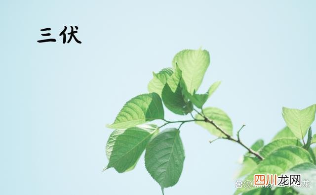 2023三伏时间表来了 入伏2023时间表 从哪一天开始算起