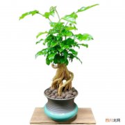 较贵的盆栽 名贵盆栽绿植