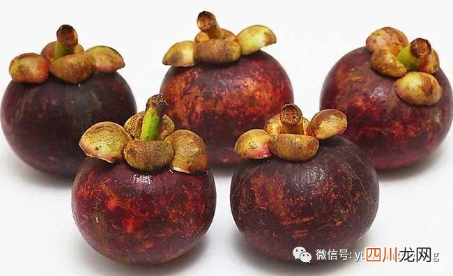 山竹的营养价值 山竹的功效与作用