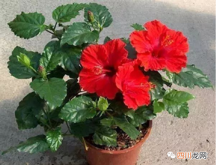 花期超长的9种观赏花卉 观赏植物大全盆栽
