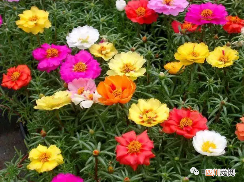 花期超长的9种观赏花卉 观赏植物大全盆栽