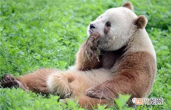 全球唯一有彩色照片的大熊猫! 中国唯一一只金色熊猫