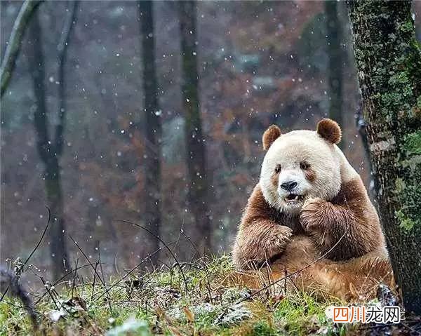 全球唯一有彩色照片的大熊猫! 中国唯一一只金色熊猫