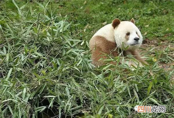 全球唯一有彩色照片的大熊猫! 中国唯一一只金色熊猫