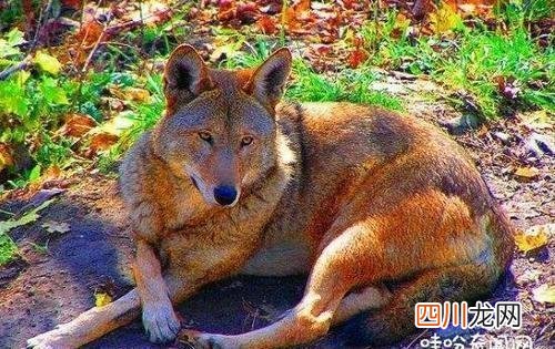 世界上最少的动物排名 全球仅剩一只的动物