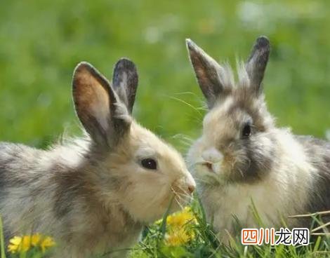 鼠兔相克相冲吗 鼠兔相冲吗