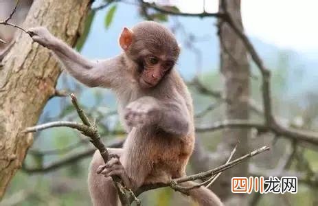 属猴与属虎的传说是什么 属虎和属猴的合不合