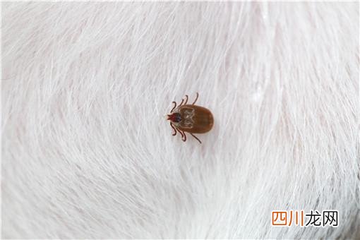 这几个有效方法一定要收藏 跳蚤怎么彻底消灭