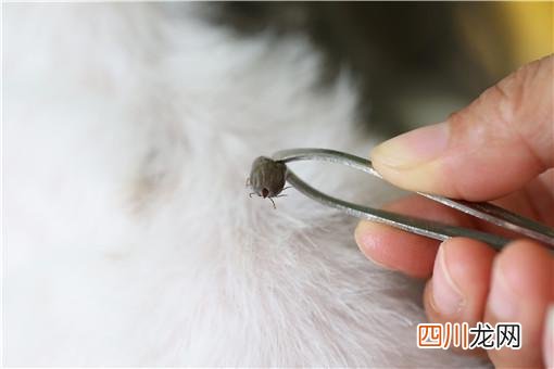 这几个有效方法一定要收藏 跳蚤怎么彻底消灭