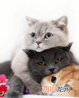 喵桑故乡的樱花开了是什么梗
