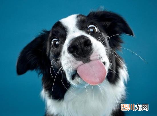 中国现在真的没有狂犬病了吗？如何判断人是否得了狂犬病？