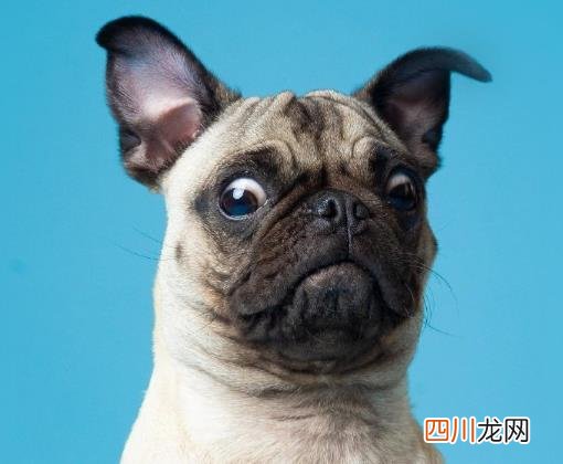 中国现在真的没有狂犬病了吗？如何判断人是否得了狂犬病？
