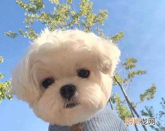 中国现在真的没有狂犬病了吗？如何判断人是否得了狂犬病？
