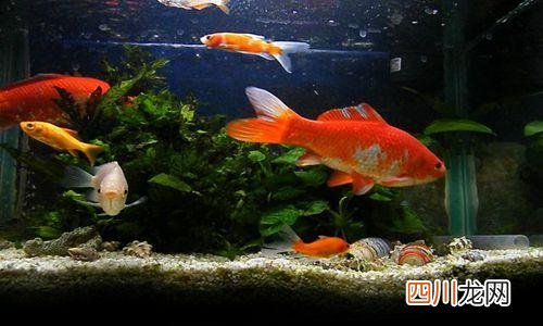 家里养几条鱼比较好 养鱼养几条好旺财
