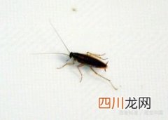 曱甴是什么意思 曱甴怎么读