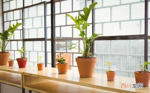 房子装修，怕甲醛超标？ 室内去甲醛最好方法