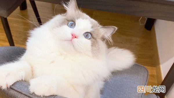 布偶猫历史发展 布偶猫价格多少钱一只