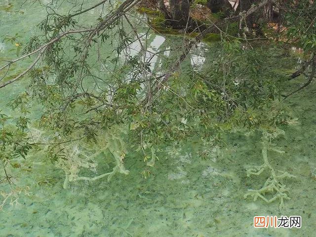 九寨沟开放了吗 九寨沟旅游攻略