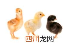十二生肖的排名顺序表 十二生肖排序