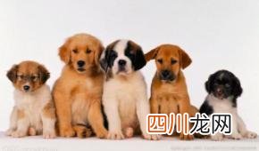 十二生肖的排名顺序表 十二生肖排序