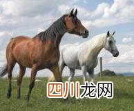 十二生肖的排名顺序表 十二生肖排序