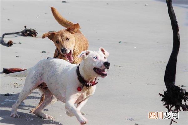 梦见狗咬是吉兆还是凶兆 梦见狗咬自己运势怎么样