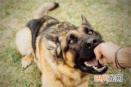 梦见狗咬是吉兆还是凶兆 梦见狗咬自己运势怎么样