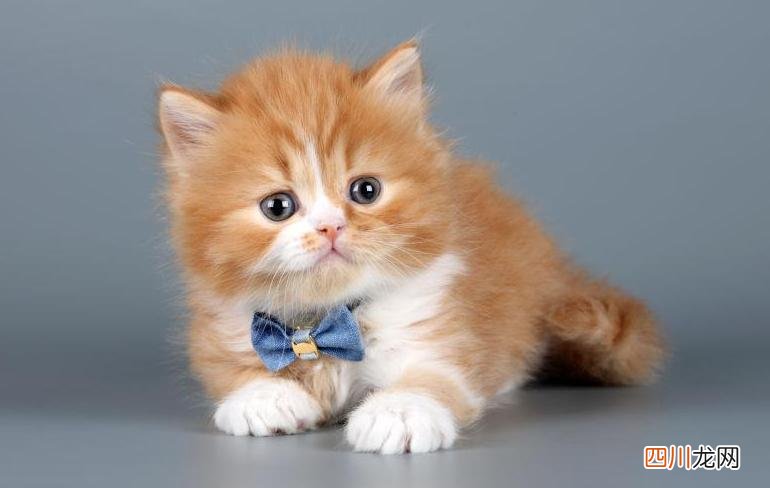 猫咪的名字大全好听 好听顺口的猫名字女