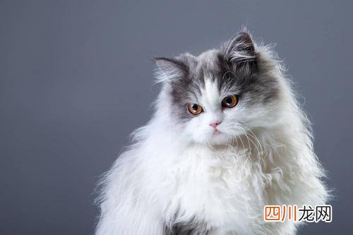 猫咪的名字大全好听 好听顺口的猫名字女