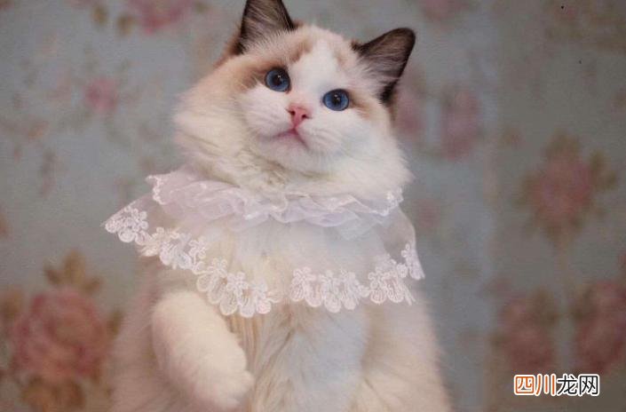 猫咪的名字大全好听 好听顺口的猫名字女