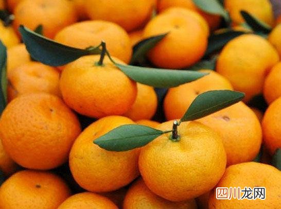 蜜橘不能与哪些食物同吃 蜜橘不能与哪些东西同吃