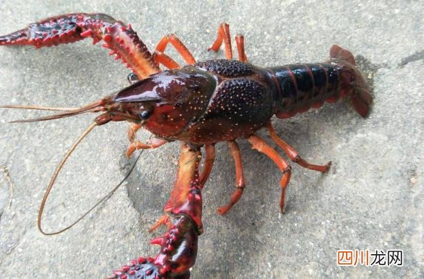 4-6钱有16-25只 一斤小龙虾大概有多少只