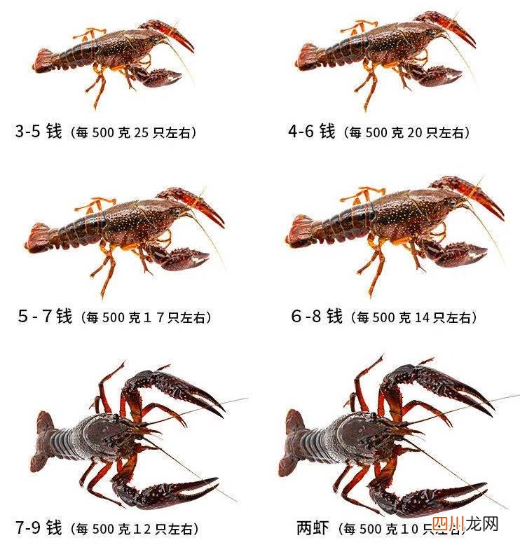 4-6钱有16-25只 一斤小龙虾大概有多少只