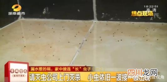 女子一觉醒来枕头边都是虫 为什么床上有黑色的小虫子