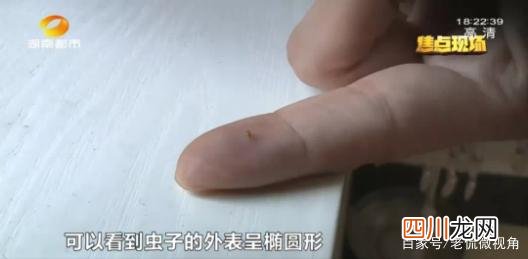 女子一觉醒来枕头边都是虫 为什么床上有黑色的小虫子
