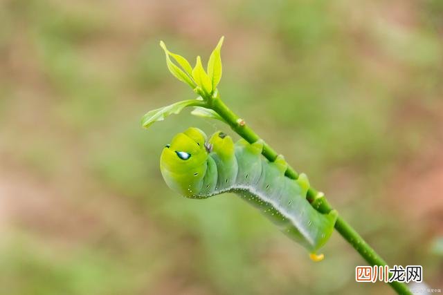 男子上班发现电脑屏内有活虫 男子上班发现电脑屏内有活虫