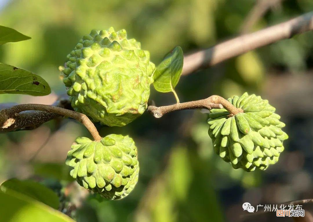 广州从化这里的凤梨释迦果成熟上市啦 释迦果丰收是什么季节