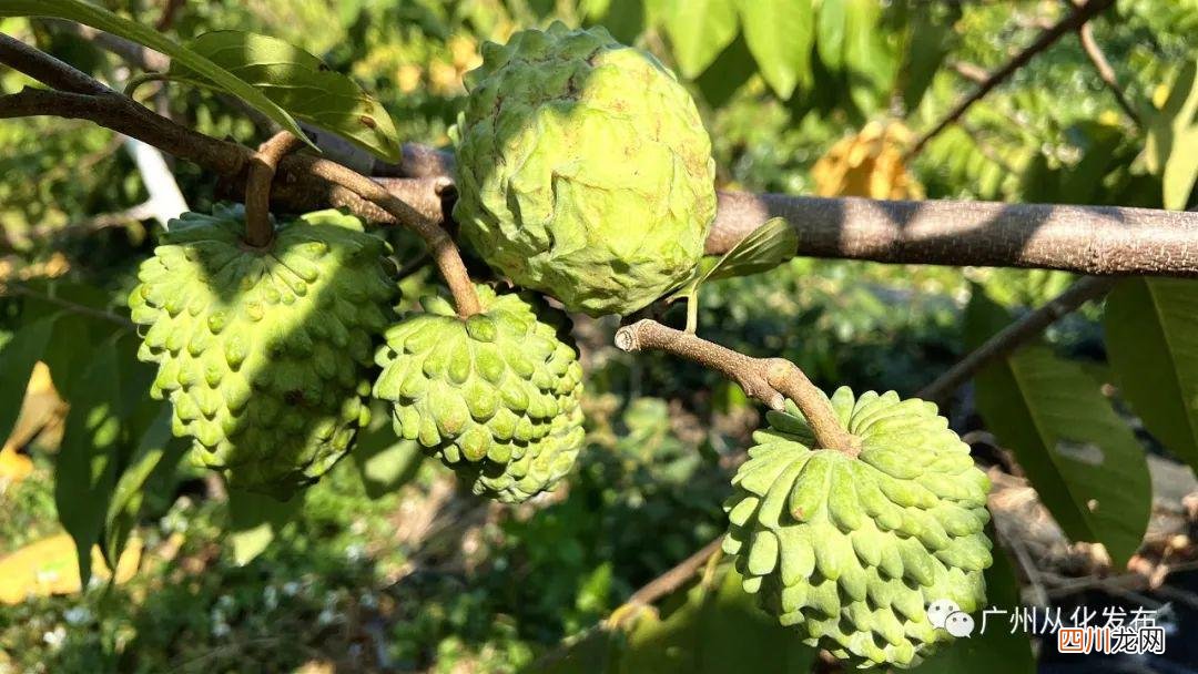 广州从化这里的凤梨释迦果成熟上市啦 释迦果丰收是什么季节