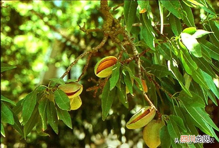 是桃子核还是杏子核 巴旦木是什么的果实