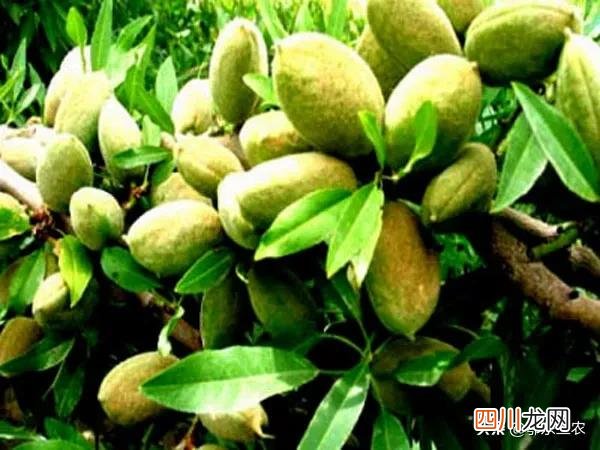 是桃子核还是杏子核 巴旦木是什么的果实