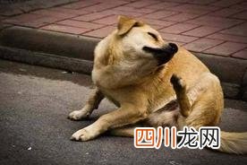 5个小偏方轻松去除跳蚤 跳蚤最怕3个克星是什么