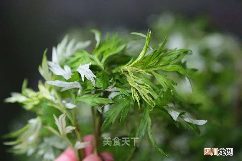 春食之王！青团的详细做法来了 青团的做法和配方