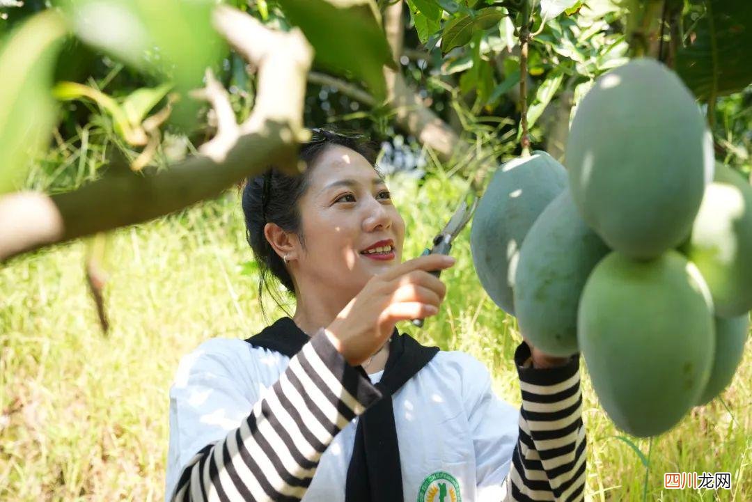 又是一年丰收季 芒果是什么季节丰收的水果